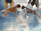Собаки, щенки Боксер, цена 15000 Грн., Фото