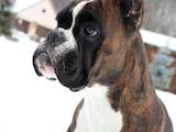 Собаки, щенята Боксер, ціна 15000 Грн., Фото