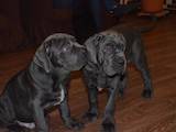 Собаки, щенки Кане Корсо, цена 7500 Грн., Фото