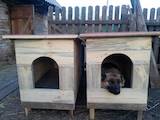 Собаки, щенята Аксесуари, ціна 500 Грн., Фото