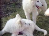 Собаки, щенки Белая Швейцарская овчарка, цена 8500 Грн., Фото