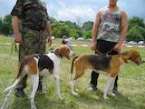 Собаки, щенята Російський хорт, ціна 200 Грн., Фото