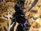 Собаки, щенята Йоркширський тер'єр, ціна 4500 Грн., Фото