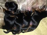 Собаки, щенки Йоркширский терьер, цена 4500 Грн., Фото