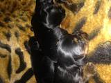 Собаки, щенята Йоркширський тер'єр, ціна 4500 Грн., Фото