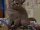 Кошки, котята Шотландская короткошерстная, цена 450 Грн., Фото