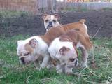 Собаки, щенки Английский бульдог, цена 16000 Грн., Фото