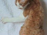 Кішки, кошенята Девон-рекс, ціна 2000 Грн., Фото
