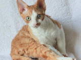 Кішки, кошенята Девон-рекс, ціна 2000 Грн., Фото