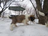 Собаки, щенки Московская сторожевая, цена 5000 Грн., Фото
