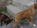Собаки, щенята Боксер, ціна 5000 Грн., Фото