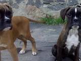 Собаки, щенята Боксер, ціна 5000 Грн., Фото