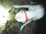 Собаки, щенята Аргентинський дог, ціна 500 Грн., Фото