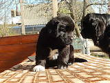 Собаки, щенята Ньюфаундленд, ціна 17000 Грн., Фото