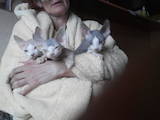 Кішки, кошенята Девон-рекс, ціна 4500 Грн., Фото