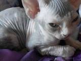 Кошки, котята Девон-рекс, цена 4500 Грн., Фото
