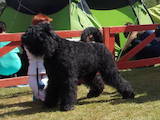 Собаки, щенята Чорний тер'єр, ціна 20000 Грн., Фото