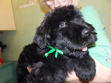 Собаки, щенята Чорний тер'єр, ціна 20000 Грн., Фото