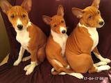 Собаки, щенки Басенджи, цена 14000 Грн., Фото
