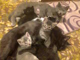 Кішки, кошенята Корат, Фото