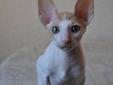 Кішки, кошенята Корніш-рекс, ціна 6500 Грн., Фото