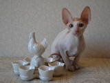 Кішки, кошенята Корніш-рекс, ціна 6500 Грн., Фото