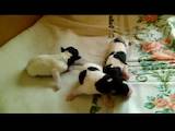 Собаки, щенки Жесткошерстный фокстерьер, цена 5000 Грн., Фото