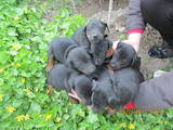 Собаки, щенки Разное, цена 2000 Грн., Фото
