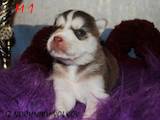 Собаки, щенята Сибірський хаськи, ціна 5000 Грн., Фото