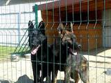 Собаки, щенята Східно-Європейська вівчарка, ціна 10000 Грн., Фото