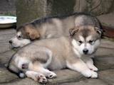 Собаки, щенята Аляска маламут, ціна 3000 Грн., Фото