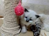 Кошки, котята Невская маскарадная, цена 1500 Грн., Фото