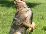 Собаки, щенята Заняття, тренування, ціна 50 Грн., Фото