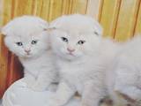 Кошки, котята Британская короткошерстная, цена 1500 Грн., Фото
