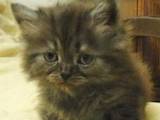 Кішки, кошенята Шотландська короткошерста, ціна 400 Грн., Фото