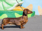 Собаки, щенята Гладкошерста такса, ціна 6000 Грн., Фото