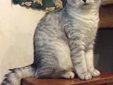 Кішки, кошенята Спаровування, ціна 400 Грн., Фото