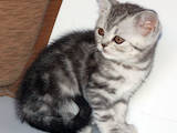 Кішки, кошенята Шотландська короткошерста, ціна 900 Грн., Фото