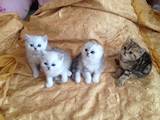Кішки, кошенята Шиншила, ціна 3000 Грн., Фото