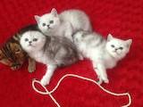 Кошки, котята Шиншилла, цена 3000 Грн., Фото
