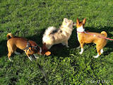 Собаки, щенята Басенджі, ціна 12500 Грн., Фото