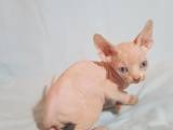 Кошки, котята Канадский сфинкс, цена 1300 Грн., Фото
