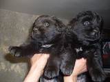 Собаки, щенята Ньюфаундленд, ціна 3000 Грн., Фото