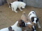 Собаки, щенки Среднеазиатская овчарка, цена 2700 Грн., Фото