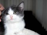 Кішки, кошенята Європейська короткошерста, ціна 20 Грн., Фото