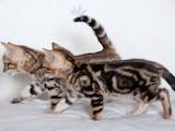 Кішки, кошенята Бенгальськая, ціна 6000 Грн., Фото