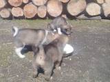 Собаки, щенята Східно-сибірська лайка, ціна 1000 Грн., Фото