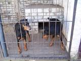 Собаки, щенки Доберман, цена 3500 Грн., Фото