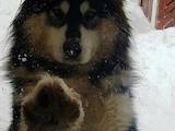 Собаки, щенята Аляска маламут, ціна 10600 Грн., Фото