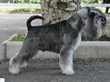 Собаки, щенята Цвергшнауцер, ціна 9500 Грн., Фото